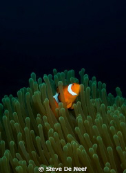 Nice anemone and clownfish on Atlantis house reef in Daui... by Steve De Neef 